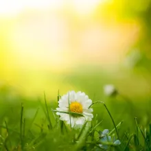 A dasiy in a field